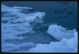 A Snow Petrel standing on ice in Antarctic waters