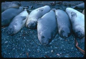 Elephant Seals