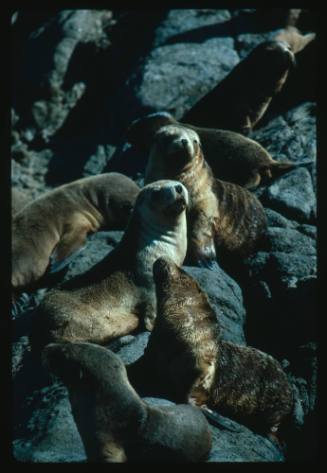 Australian Fur Seals on rocks
