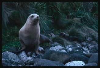 Australian Fur Seals