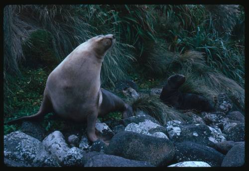 Australian Fur Seals