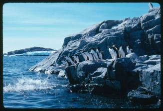 Adelie penguins entering the water in Antarctica