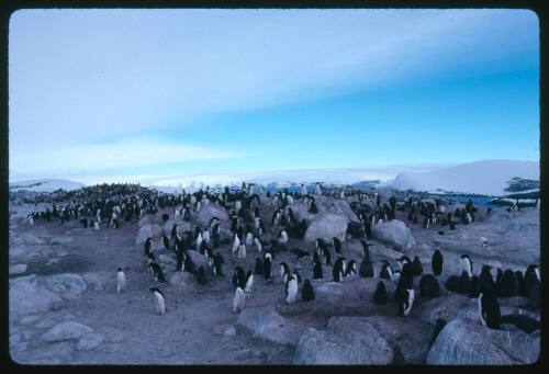 Adelie penguins on land in Antarctica