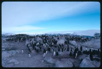 Adelie penguins on land in Antarctica