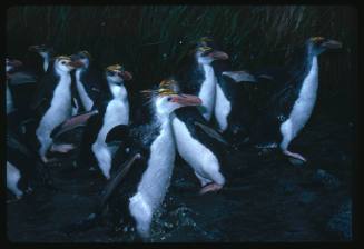 Royal Penguins walking through shallow water