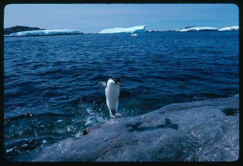 An Adelie penguin jumping out of the water to land on a rock