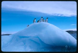 Adelie penguins standing atop an iceberg in Antarctica
