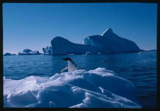 An Adelie penguin standing on an iceberg in Antarctica