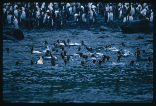 A colony of King Penguins standing on land and swimming in water in Antarctica