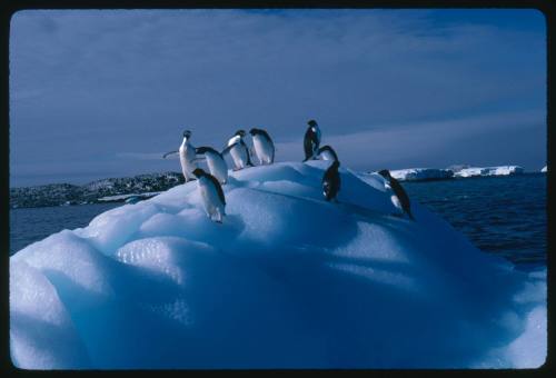 Adelie penguins standing atop an iceberg in Antarctica