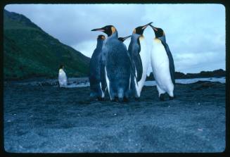 King Penguins in Antarctica