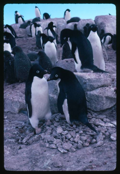 Adelie penguins in Antarctica