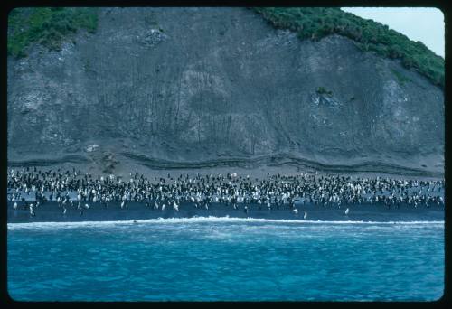 Hundreds of penguins standing near the shoreline