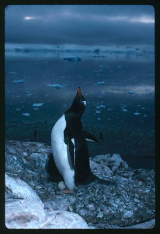 Close view of a Gentoo Penguin during breeding season in Antarctica