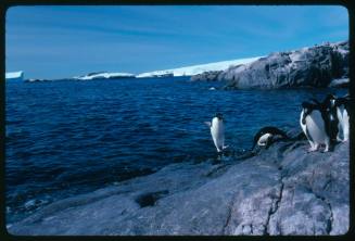 An Adelie penguin jumping out of the water to land on a rock