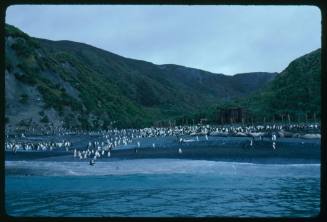 Penguins and Elephant seals on Macquarie Island