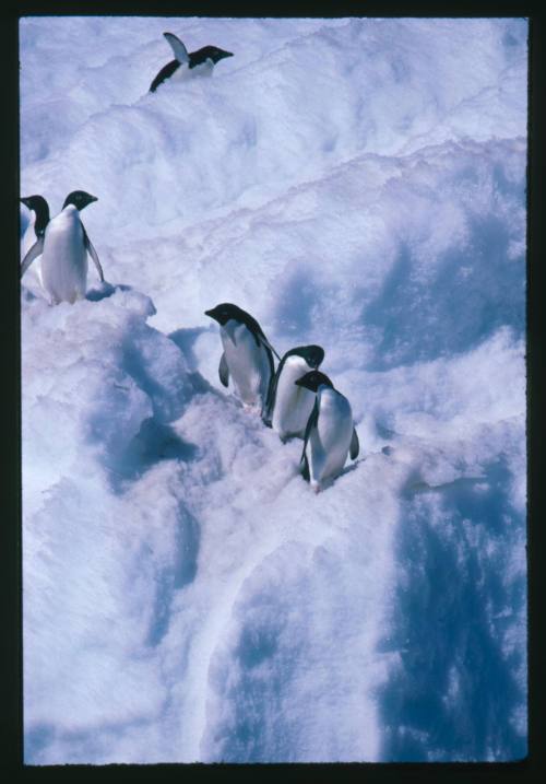 Adelie Penguins on ice