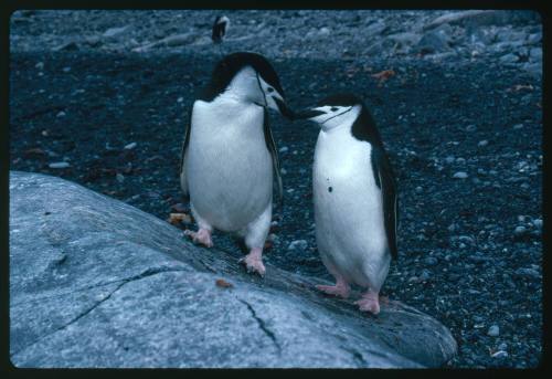 Two Chinstrap penguins standing on a rock