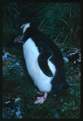 Close view of a Snares penguin