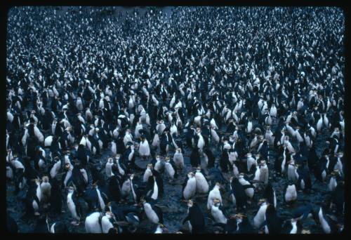 Royal penguin colony on Macquarie Island