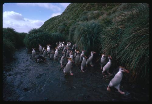 Royal Penguins walking through shallow waters on Macquarie Island