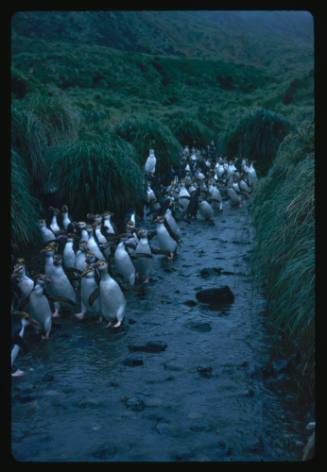 Royal Penguins walking through shallow waters on Macquarie Island