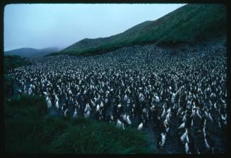 Royal penguin colony on Macquarie Island
