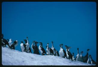 Black-faced cormorants standing on a rock surface