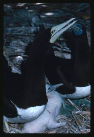 Female Brown Gannet begs for food on Fairfax Island, Queensland, Australia