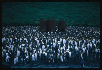 A colony of King Penguins on Macquarie Island