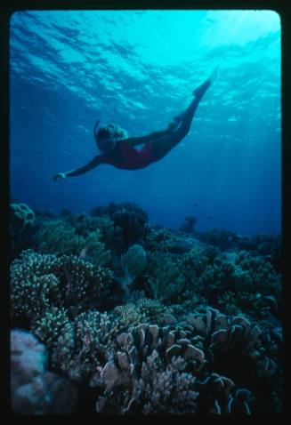 A person swimming over a bed of coral