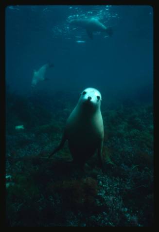 Fur seals underwater