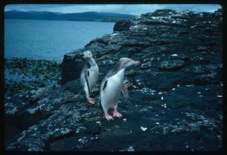 Yellow-eyed Penguins standing on a rock near water