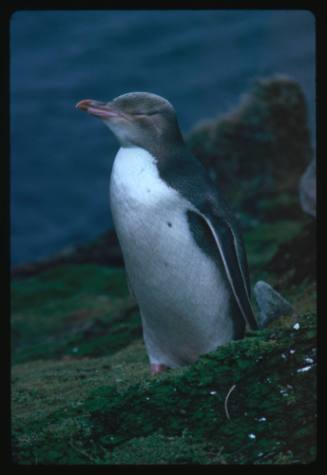 Yellow-eyed Penguin standing on a rocky surface near water