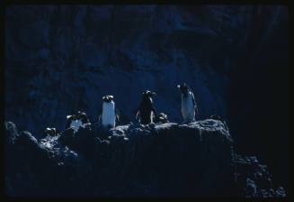 Snares Penguins standing on a rocky surface