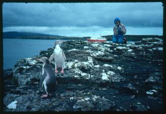 Valerie Taylor photographing Yellow-eyed Penguins