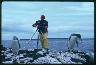 Ron Taylor filming Yellow-eyed Penguins
