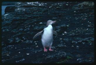 Yellow-eyed Penguin standing on a rocky surface