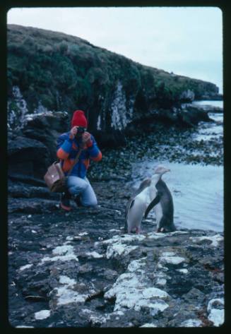 Person taking photograph of two penguins