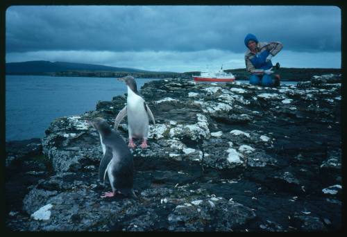 Valerie Taylor and two penguins