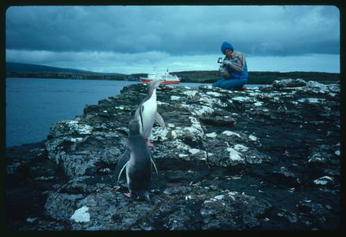 Valerie Taylor and two penguins