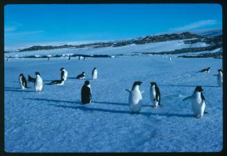 Adelie penguins on surface covered in snow