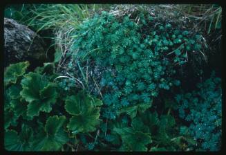 Various plants