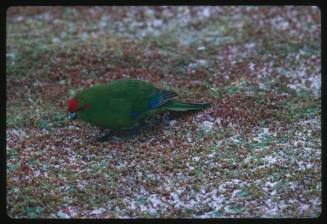 A red-crowned parakeet