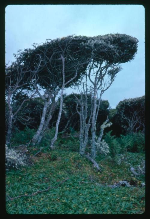 Trees and other vegetation