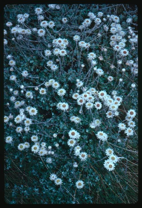 Field of daisies