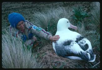 Valerie Taylor patting a southern royal albatross