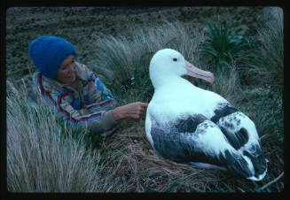 Valerie Taylor patting a southern royal albatross