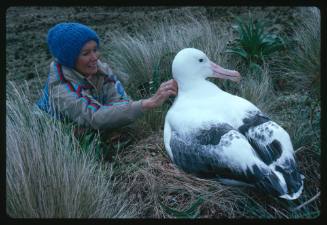 Valerie Taylor and a southern royal albatross