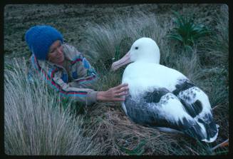 Valerie Taylor and a southern royal albatross